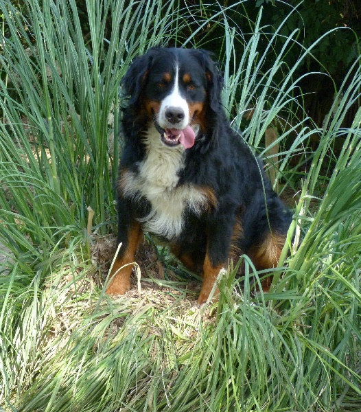 Enya domaine des laurières