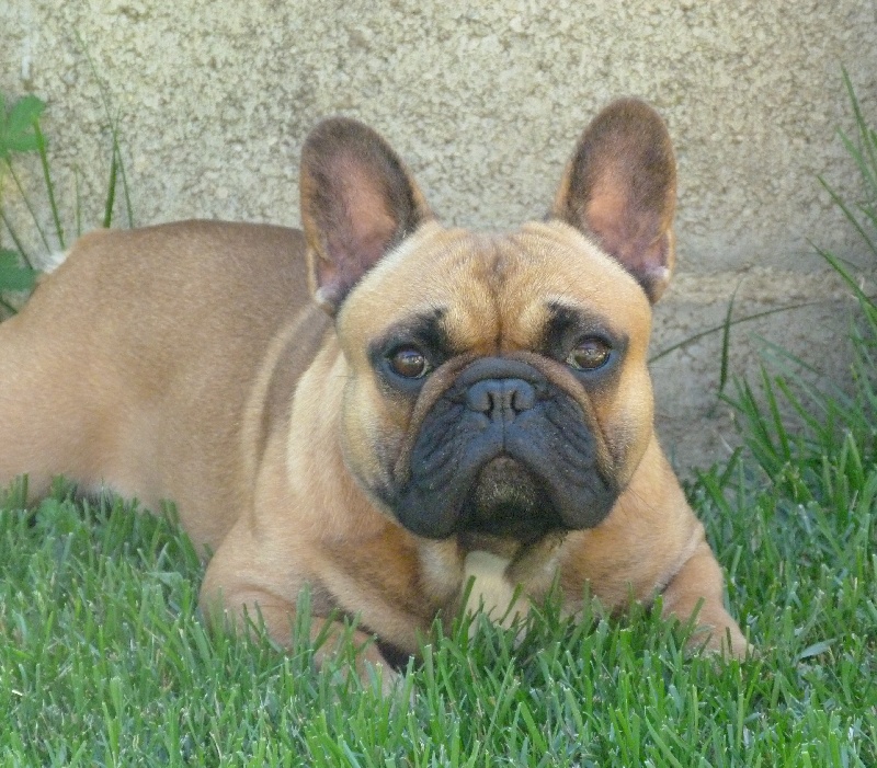 Jecko De L'Enclos Du Val D'Albret