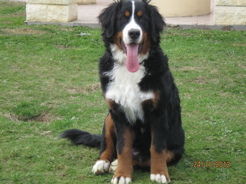 nouvelle vie des chiots de énya nés en 2012