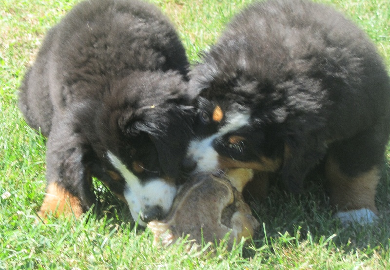 La nouvelle vie des chiots d'Enya 2011
