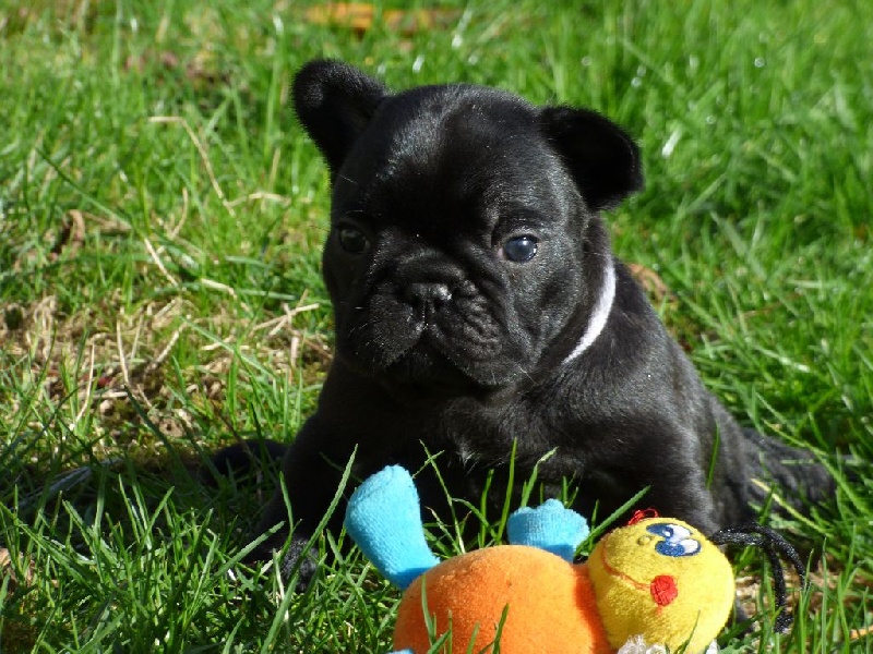 Chiot Bouledogue français De L'Enclos Du Val D'Albret